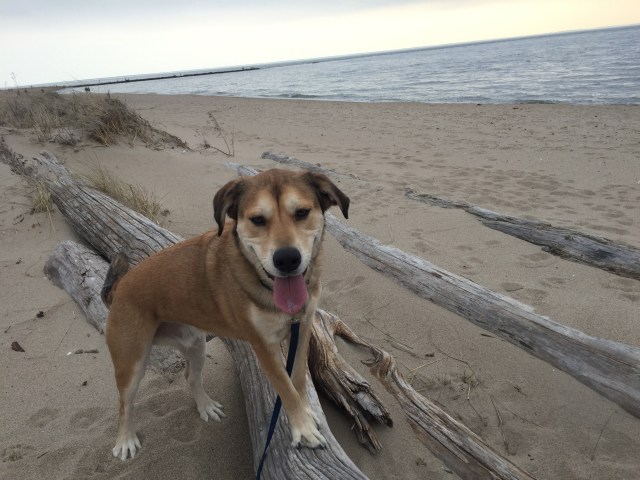 are dogs allowed at hammonasset state park