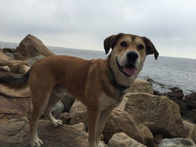 are dogs allowed at hammonasset state park