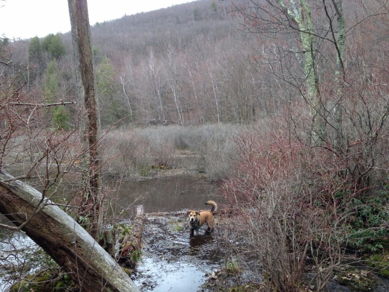 Bear Mountain - Hiking With Pups