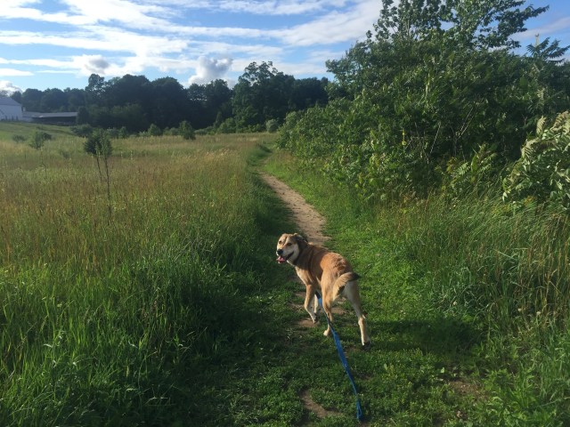 Birge Pond / Hoppers - Hiking with Pups