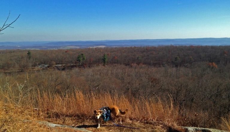 are dogs allowed at high point state park